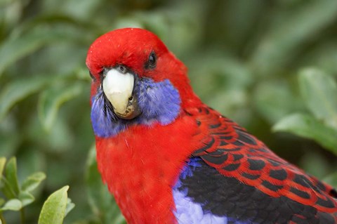 Framed Crimson Rosellas, O&#39;Reilly&#39;s Rainforest, Lamington National Park, Queensland, Australia Print