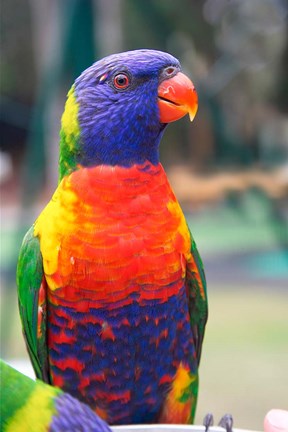 Framed Rainbow Lorikeet, Australia (side view) Print