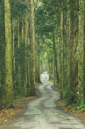 Framed Road through Rainforest, Lamington National Park, Gold Coast Hinterland, Queensland, Australia Print