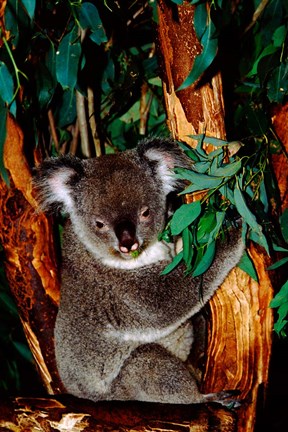 Framed Koala on Eucalyptus, Featherdale Wildlife Park, Sydney, Australia Print