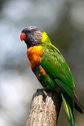 Framed Rainbow Lorikeet, Australia (close up) Print