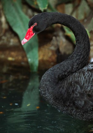 Framed Australia, Black Swan (Cygnus atratus) Print