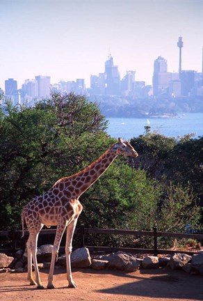 Framed Giraffe, Taronga Zoo, Sydney, Australia Print