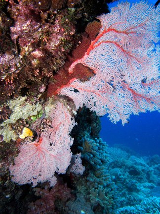 Framed Fan Coral, Agincourt Reef, Great Barrier Reef, North Queensland, Australia Print