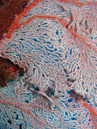 Framed Fan Coral, Great Barrier Reef, Queensland, Australia Print