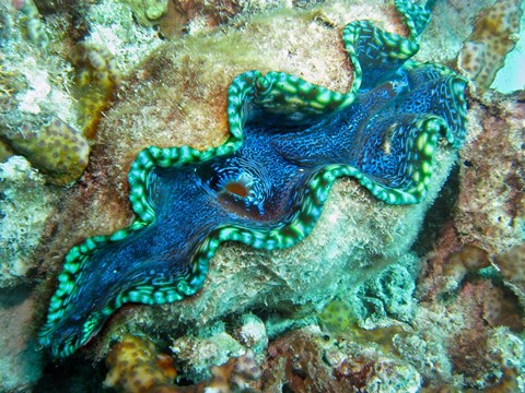 Framed Outlet Siphon, Giant Clam, Agincourt Reef, Great Barrier Reef, North Queensland, Australia Print