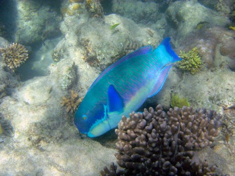 Framed Steephead Parrotfish, Great Barrier Reef, Australia Print