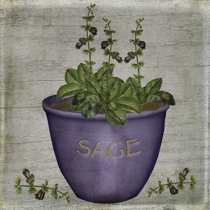 Framed Herb Sage Print