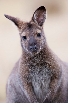Framed Close up of Red-necked and Bennett&#39;s Wallaby wildlife, Australia Print
