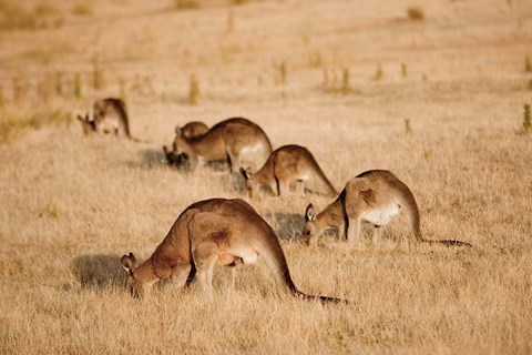 Framed Eastern Grey Kangaroo group grazing Print