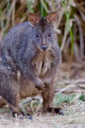 Framed Tasmanian Pademelon wildlife, Tasmania, Australia Print