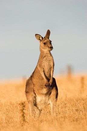 Framed Eastern Grey Kangaroo portrait during sunset Print