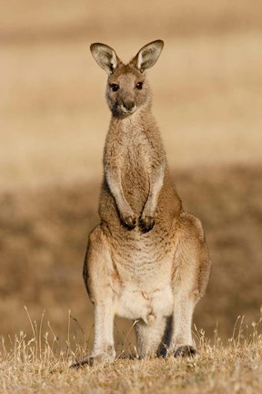 Framed Eastern Grey Kangaroo portrait frontal Print