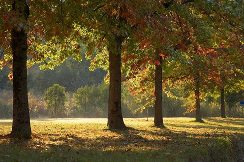 Framed Australia, New South Wales, Khancoban, Autumn Print