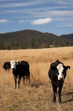 Framed Australia, New South Wales, Wauchope, Cows, Farmland Print