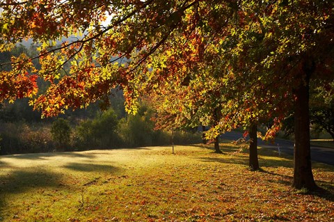 Framed Autumn Trees in Khancoban, Snowy Mountains, New South Wales, Australia Print