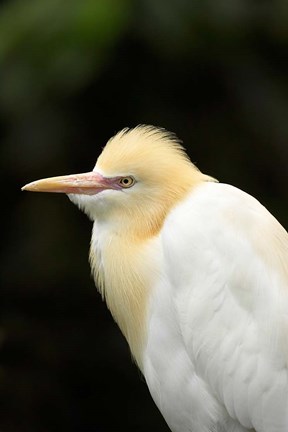 Framed Cattle Egret (Ardea ibis), North Queensland, Australia Print
