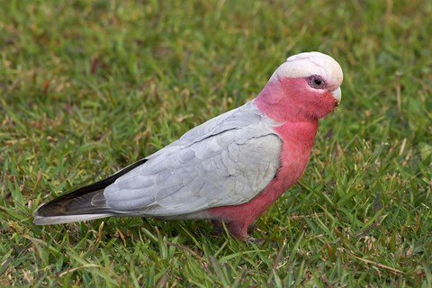 Framed Galah bird, Nambucca Heads, New South Wales, Australia Print