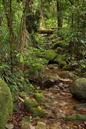 Framed Stream, Wooroonooran National Park, North Queensland, Australia Print