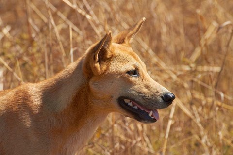 Framed Dingo wildlife, Kakadu NP, Northern Territory, Australia Print