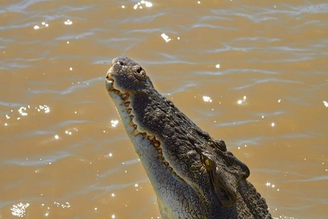 Framed Jumping Crocodile Cruise, Adelaide River, Australia Print