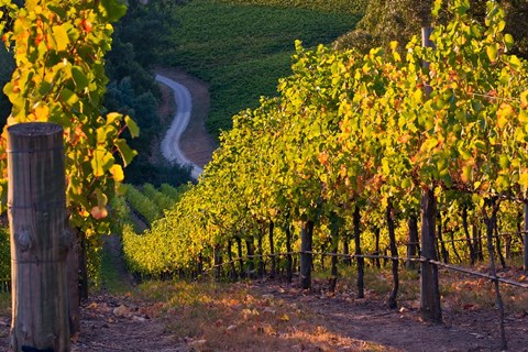 Framed Australia, Adelaide Hills, Summertown vineyard Print