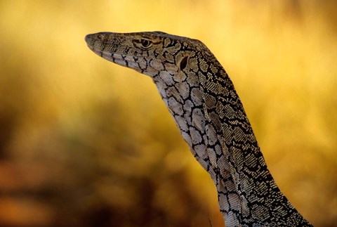 Framed Perentie, Uluru-Kata Tjuta National Park, Australia Print