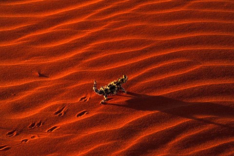 Framed Thorny Devil, Central Desert, Australia Print
