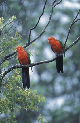 Framed Male Australian King Parrots, Queensland, Australia Print