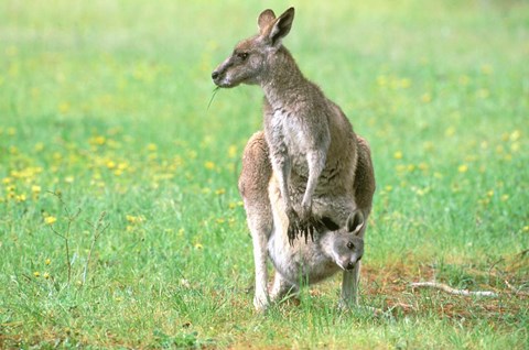 Framed Australia, Kangaroo Island, Western Gray Kangaroos Print