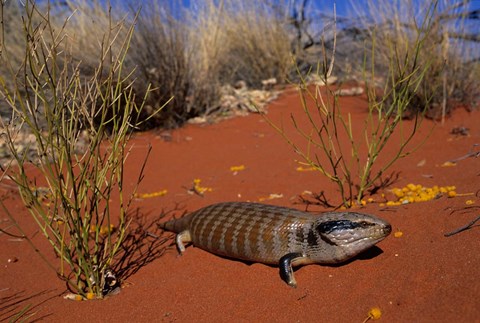 Framed Blue-tongued Skink lizard, Ayers Rock, Australia Print