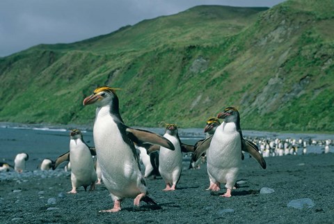 Framed Royal Penguin, Macquarie, Austalian sub-Antarctic Print