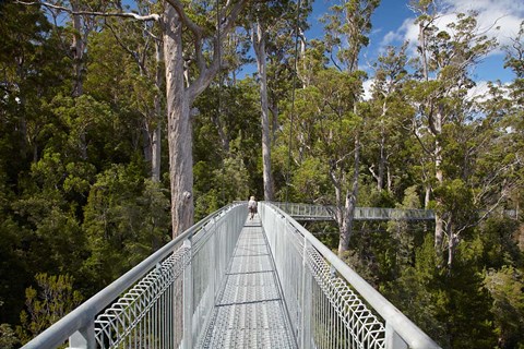 Framed AirWalk, Paths, Tahune Forest, Tasmania, Australia Print