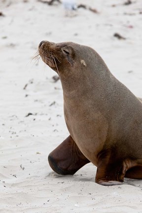 Framed Australian Sea Lion, Kangaroo Island, Australia Print