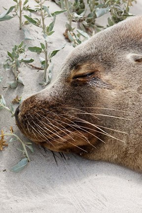 Framed Australian Sea Lion, Seal Bay Conservation Park,  South Australia Print