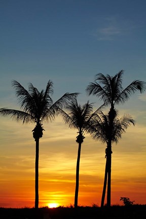 Framed Beach, Palm trees, Mindil Beach, Darwin, Australia Print