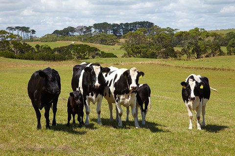 Framed Cows, Farmland, Marrawah, Tasmania, Australia Print