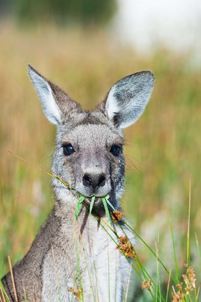 Framed Eastern grey kangaroo eating, Australia Print