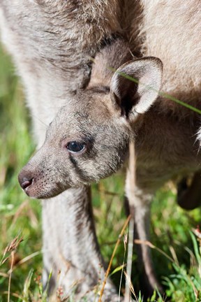 Framed Head of Eastern grey kangaroo, Australia Print