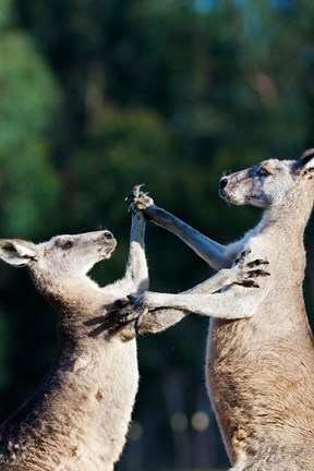 Framed Pair of Eastern grey kangaroo, Australia Print