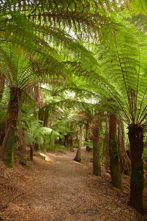 Framed Path to St Columba Falls State Reserve, Australia Print