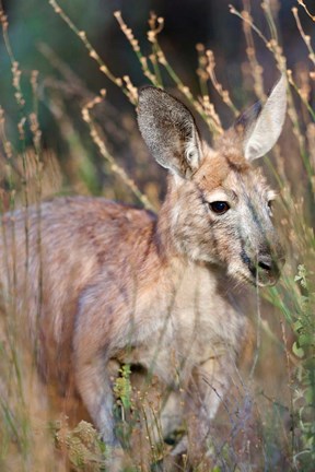 Framed Red kangaroo (Macropus rufus), Australia Print