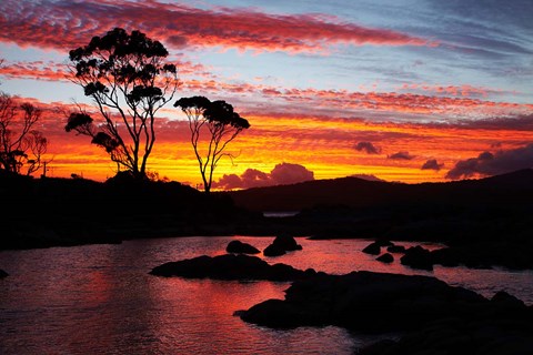 Framed Sunset, Gum Tree, Binalong Bay, Bay of Fires, Australia Print