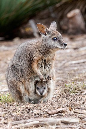 Framed Tammar wallaby wildlife, Australia Print