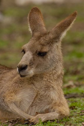 Framed Eastern Grey Kangaroo resting, Queensland, Australia Print