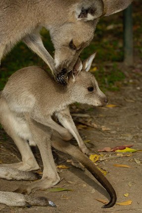 Framed Eastern Grey Kangaroo with baby, Queensland AUSTRALIA Print