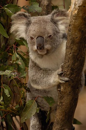 Framed Koala bear, Lone Pine Koala Sanctuary, AUSTRALIA Print