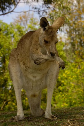 Framed Preening Eastern Grey Kangaroo, Queensland AUSTRALIA Print