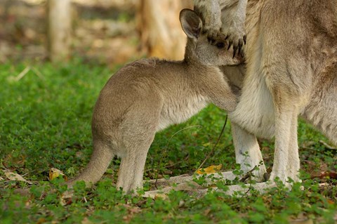 Framed Australia, Queensland, Eastern Grey Kangaroo and joey Print