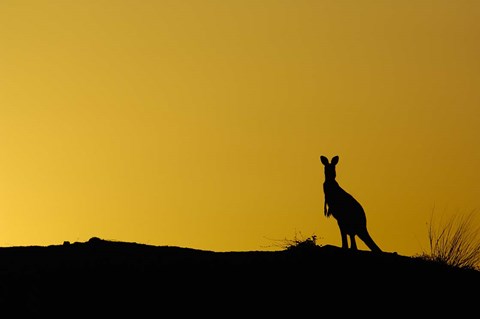 Framed Silhouette of Kangaroo, Australia Print
